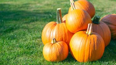 pumpkins on grass